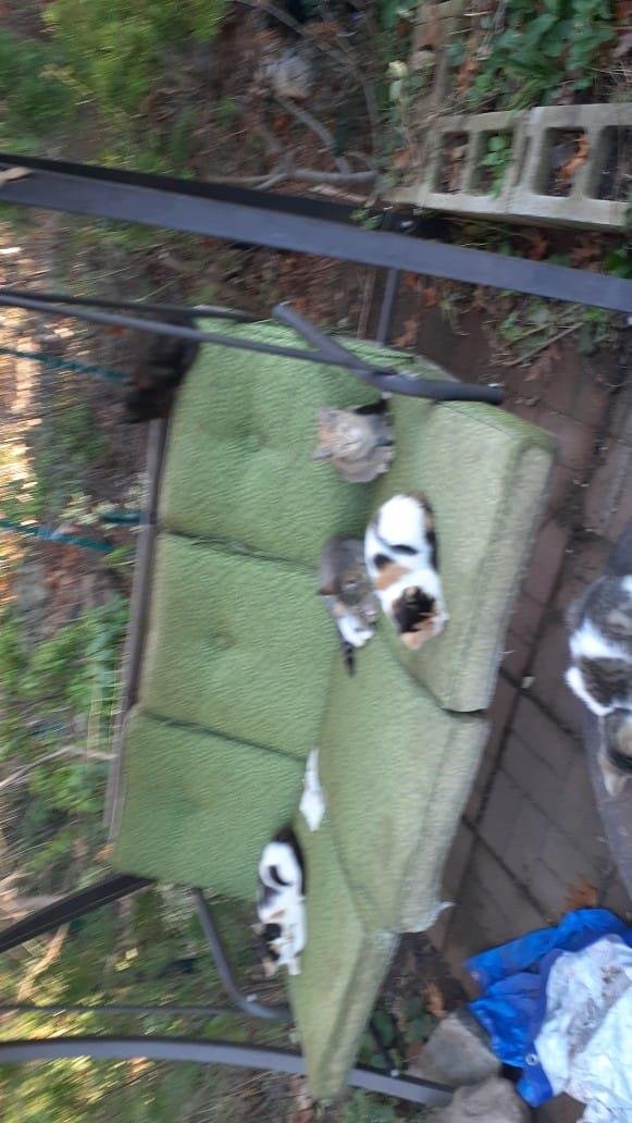 Kittens