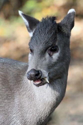 Deuteronomy 32:24 (This is a Tufted Deer)
"I will send the fangs of wild beasts and poisonous snakes that glide in the dust.."