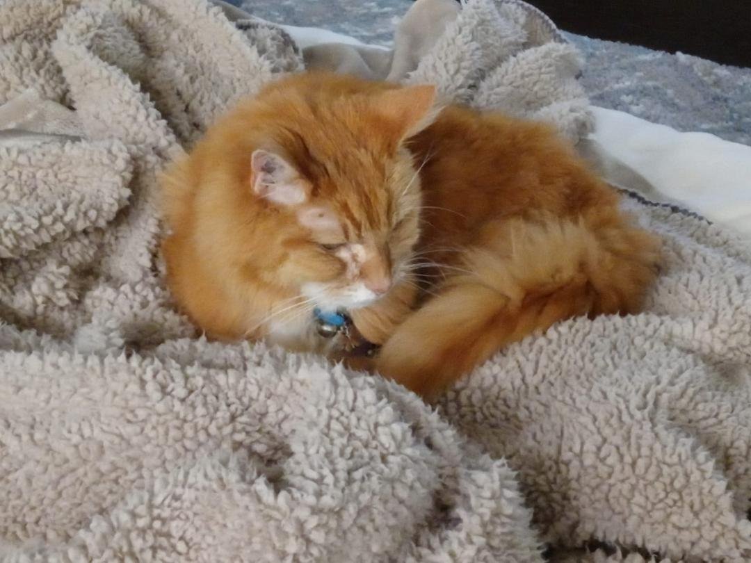 I'll just take a short catnap.🐾