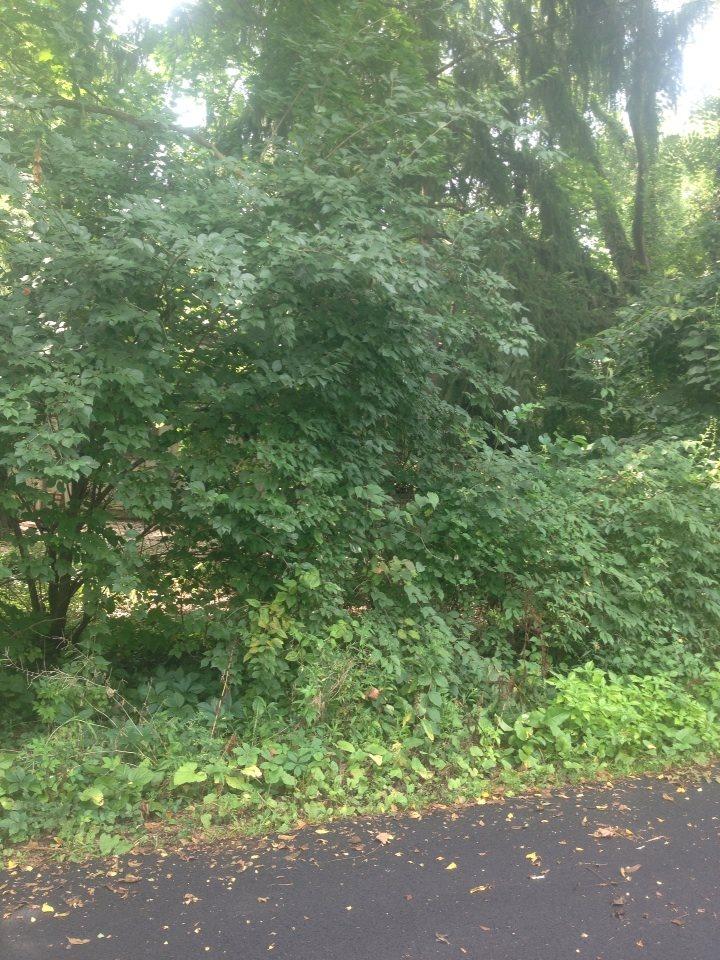 Our Ohio house is amongst all those trees. Just needs a lake and pier to complete the cottage ambience. Getting hugely relaxed.