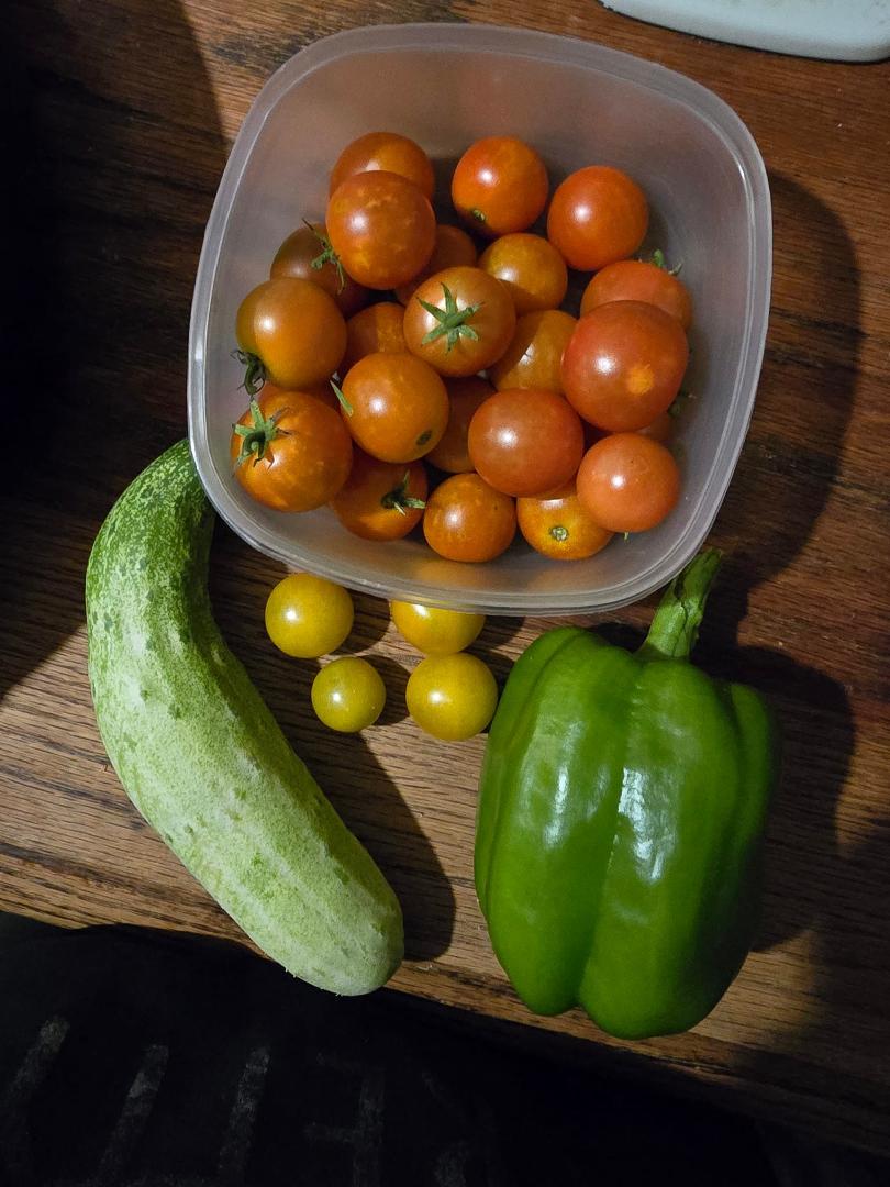 Got a few goodies from my garden this morning 😍🥒🍅🫑