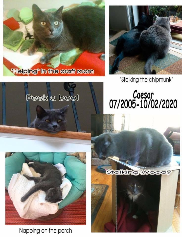 After Hurricane Katrina hit the gulf there were many animals that needed rescuing. I volunteered to foster a group of Katrina rescue kittens for Good Mews cat rescue in Cobb County, GA. When I went to meet my fosters one ki