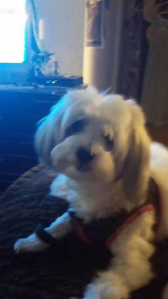 My dog Monet