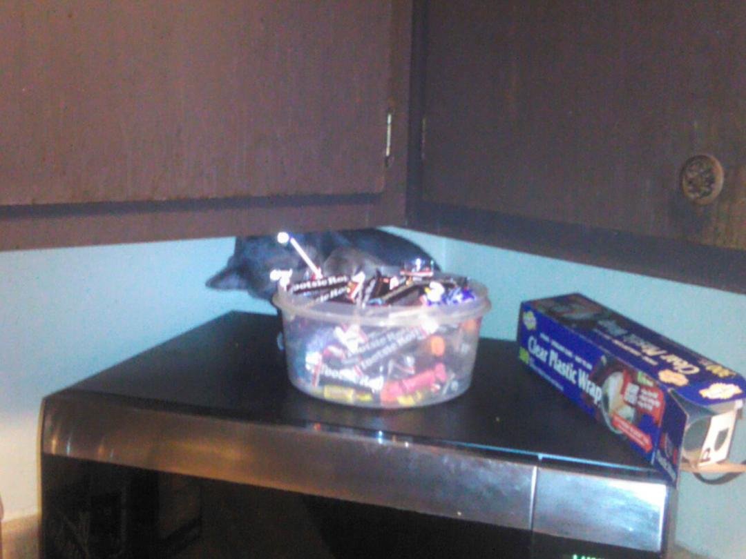 My cat hiding and trying to steal candy