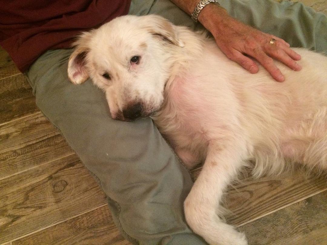 Possible new addition to the Hall house, Tristan