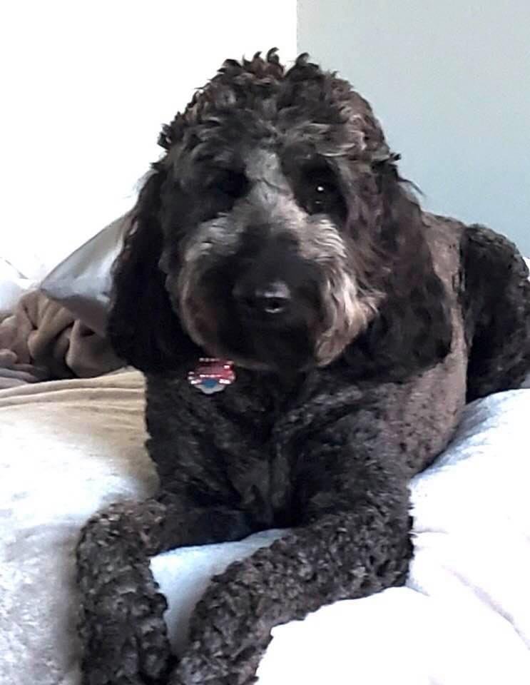 My dog. Gracie Belle.