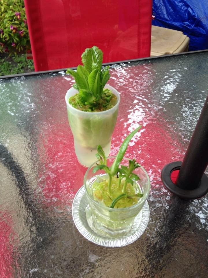 Did you know...you can regrow romaine lettuce?