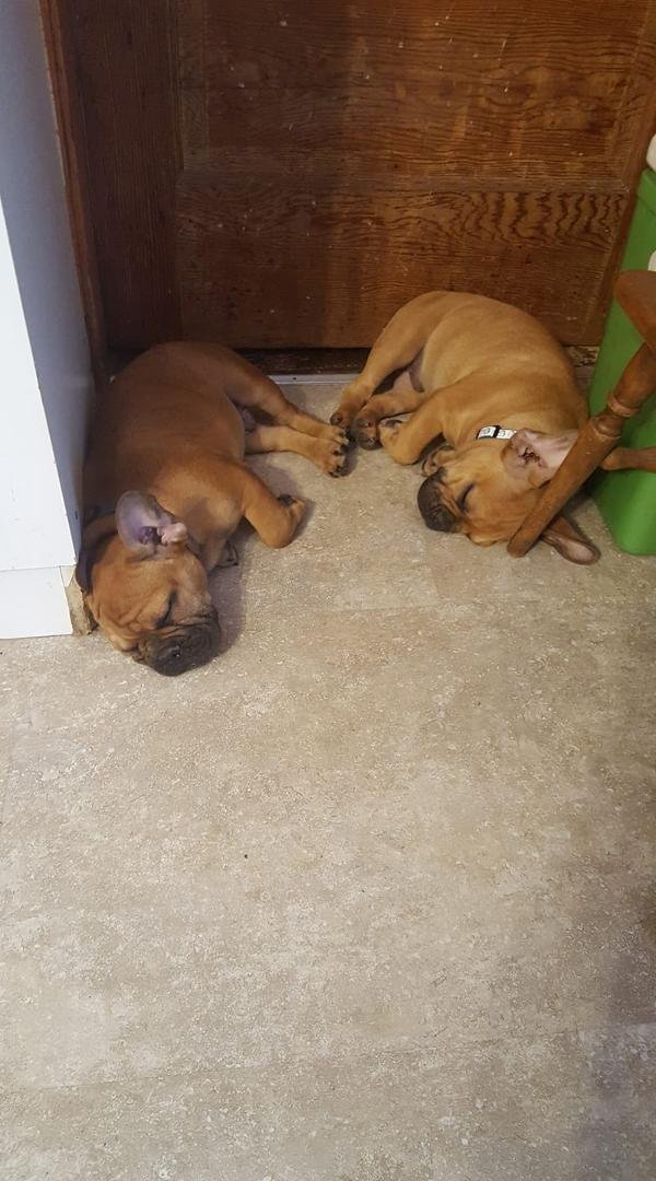 Our new guys resting after having a workout in the backyard with Colby.