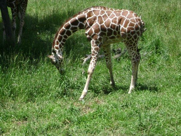 david mohn's album, Blank Park Zoo - 6/20/2009