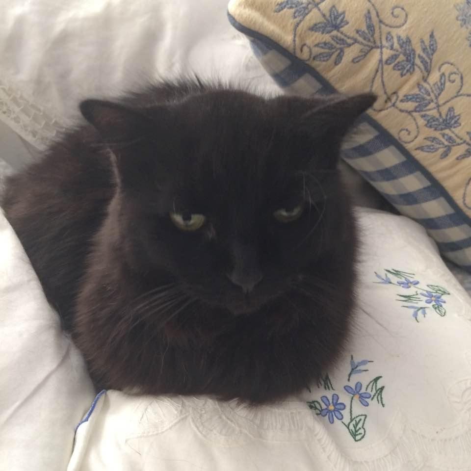 We said good bye to our precious Spookie yesterday. She was born at our house in Georgia the day we took possession and for four years was an outdoor feral cat. When we started packing to move, she sneaked inside one day