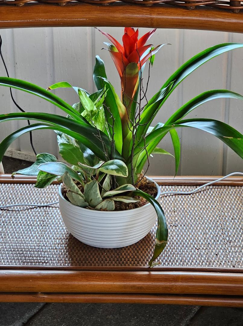Bromeliad folige