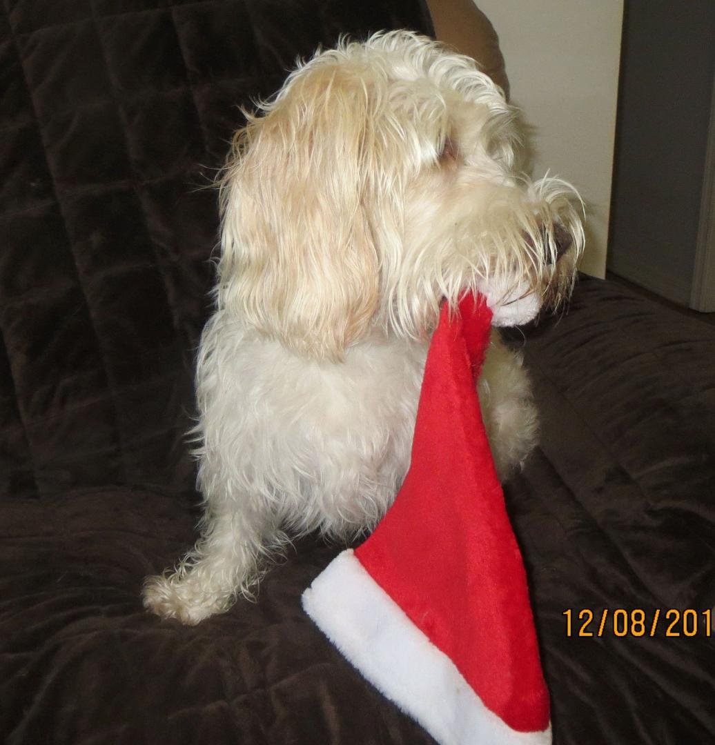 Merry Christmas to my Facebook friends. May you have a blessed day with family and friends.,,and your canine companions! I love my Sparkle!