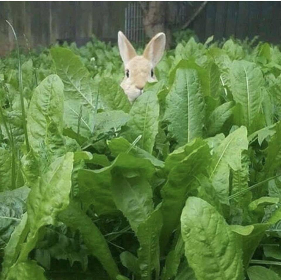 I thought this was so cute.  I had to share it with you.