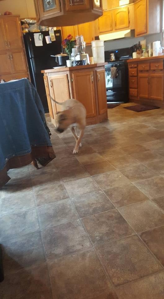 Looks like luckie,,,,,meet Lucy