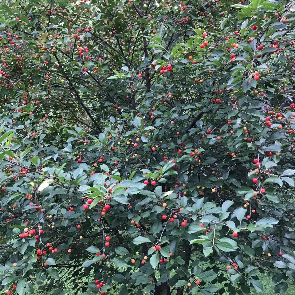 Cherries for pie this weekend