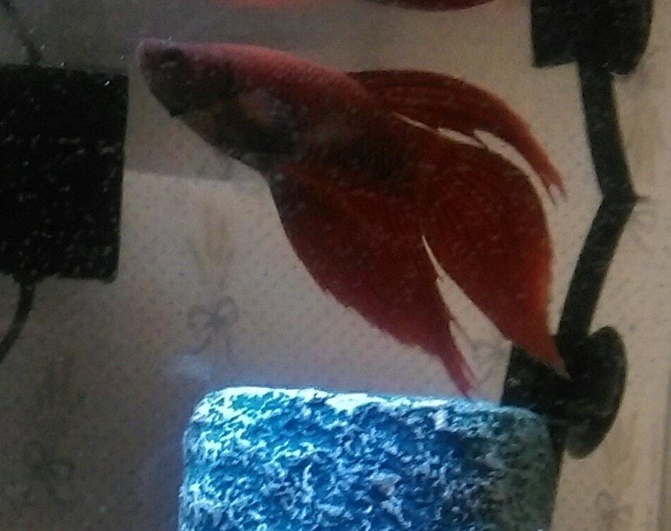 Rest in peace, Red Gerard, (AKA Fishy-Boy) - I hope you enjoyed your life as my Kitchen Fish. (At least you got to experience the wonderful remodeled kitchen too!) You will be missed! 😢💔