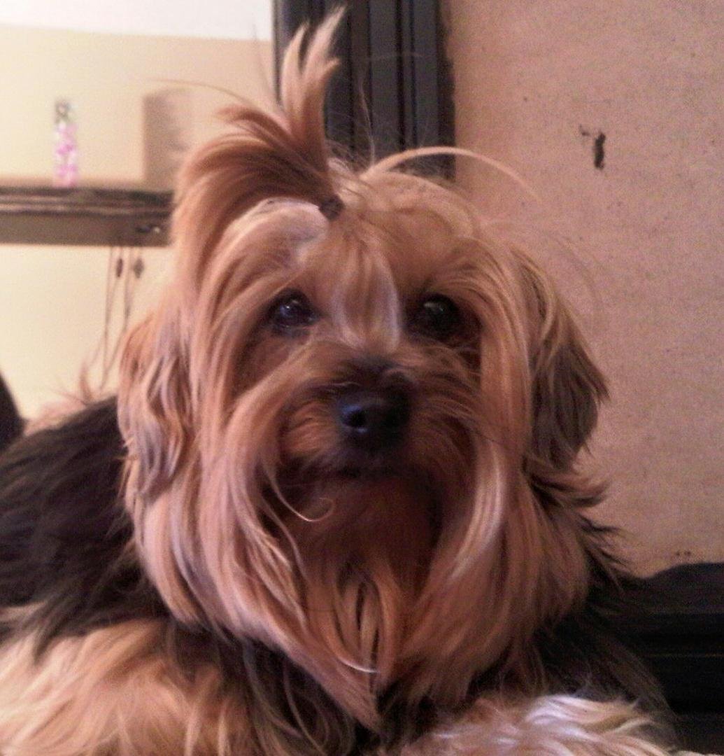 Xuxa. My first Yorkie.