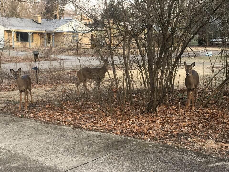Deer today