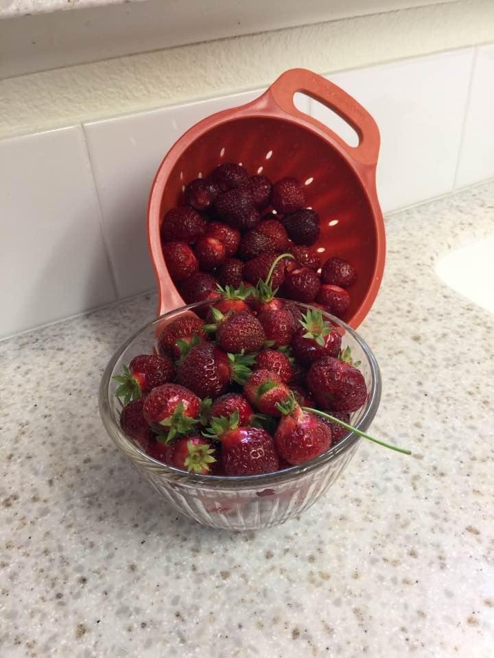 First strawberries of the season. Strawberry shortcake tonight.