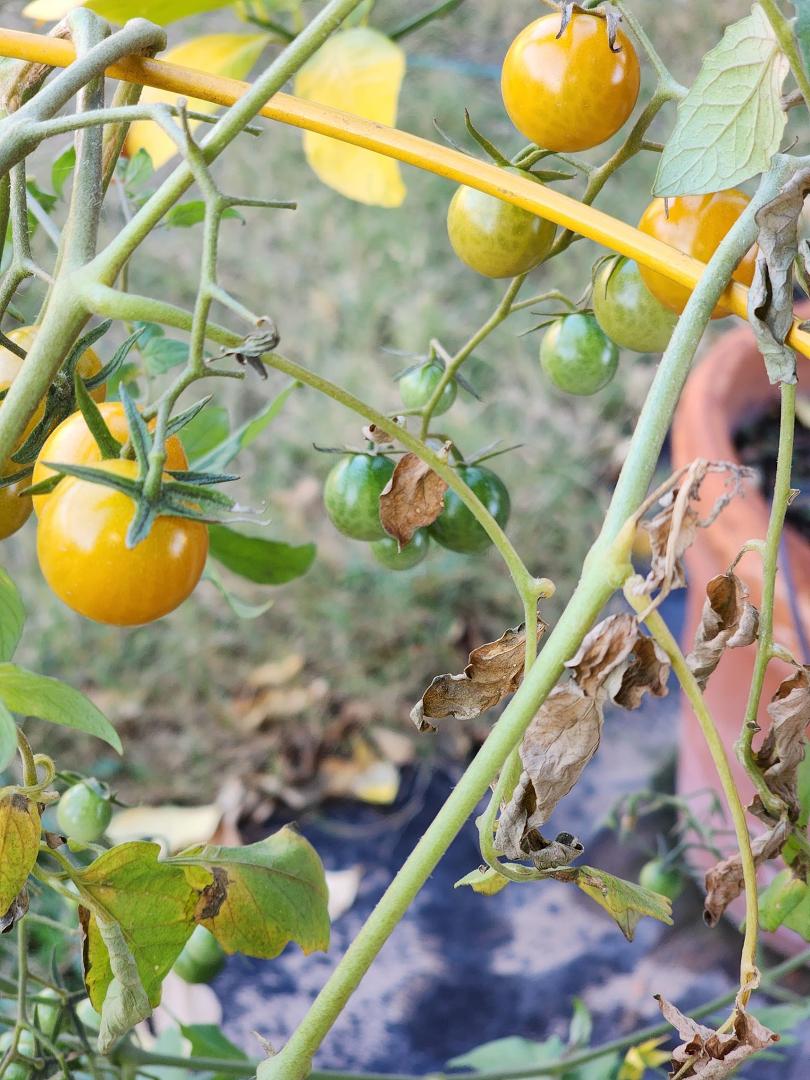 December 24 and my grape tomatoes are turning red!