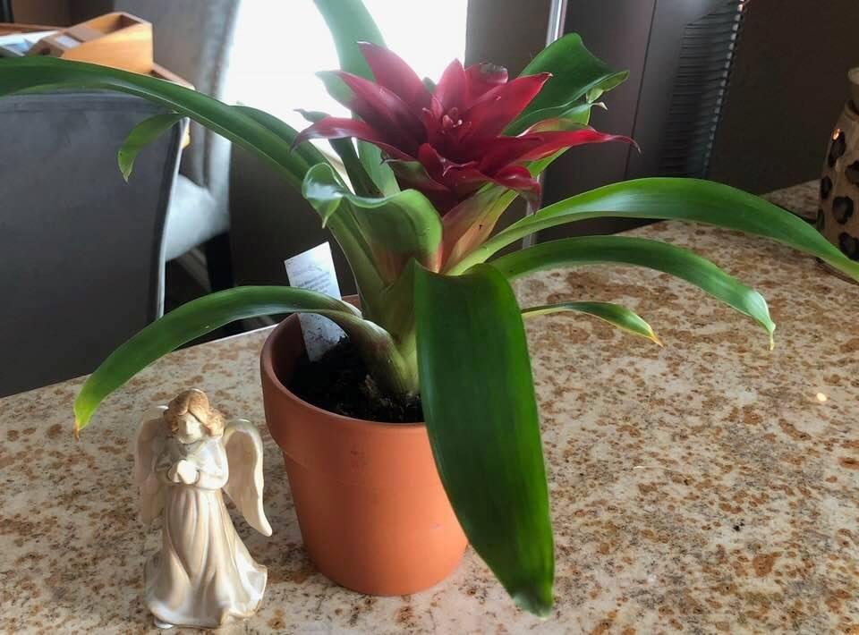 Such a sweet gesture from a sweet lady, thank you for thinking of me.