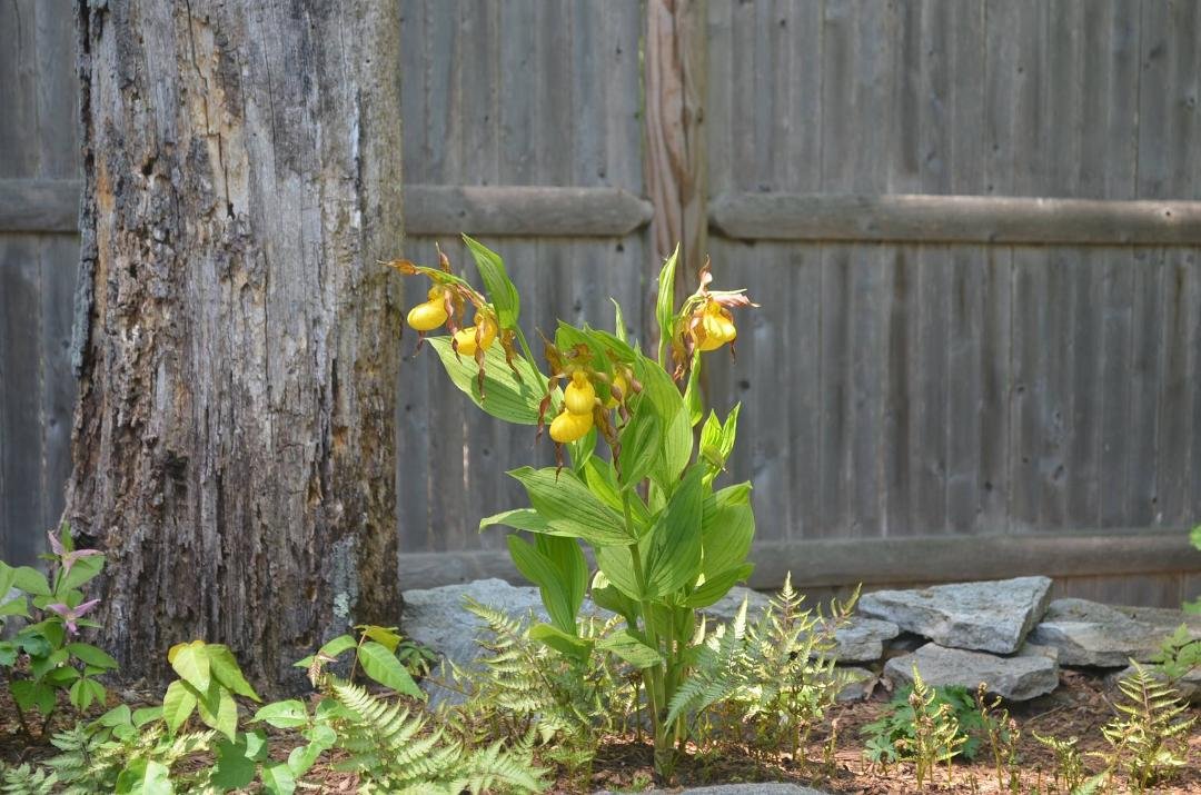 Yellow lady slipper also at the top of the rock garden. To the left is a white trillium that has just gone by.