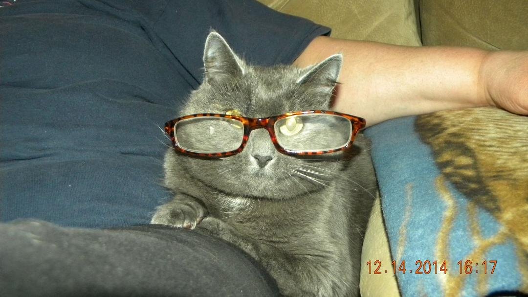 I keep trying to aggravate the cat so she would get off of me..... I decided to do this to get her off of me.... She STILL didn't even budge! And she hates it when the glasses fall off! Apparently it doesn't matter what I d