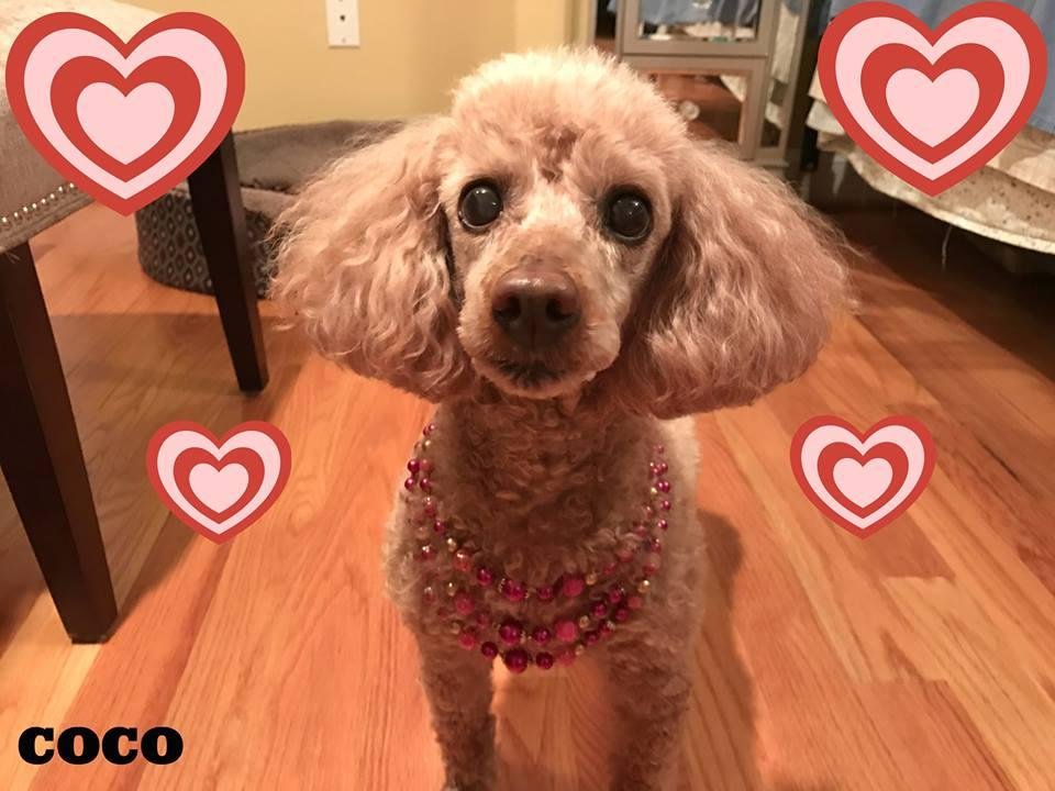 UPDATE: 3/29/2021 4:45 PM: Just returned home from the vet. Coco is dealing with some cognitive issues which is totally normal for her age according to the vet. Plus, she has an infected ear. The vet said hopefully the