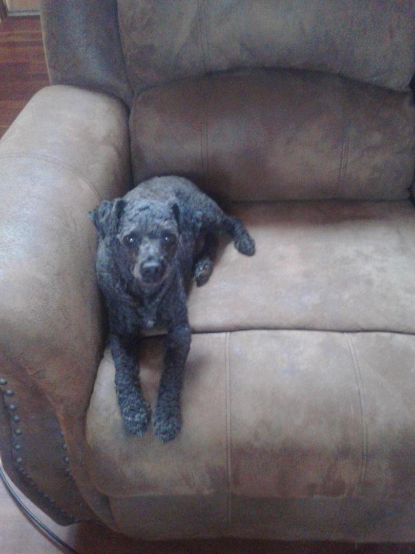 Guess who rolled around in something DEAD and Disgusting outside? And who came inside, got on the sofa thinking he smells simply de vine? "ACE"......I have sprayed the whole house with odoban.....Can I spray Ace with it bef