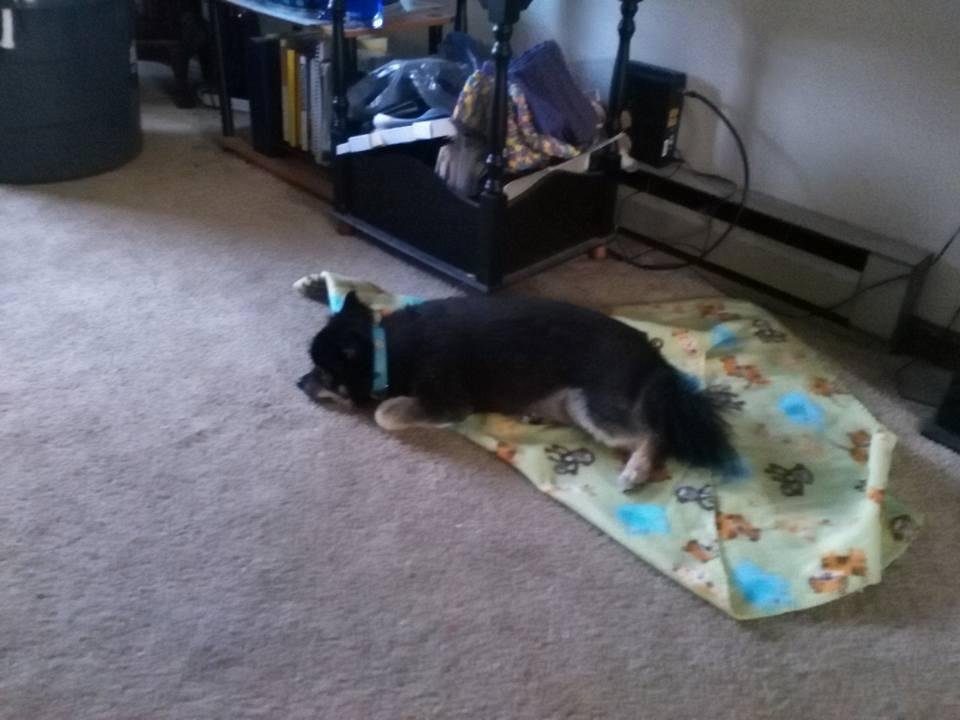 Teddy on his blanket.