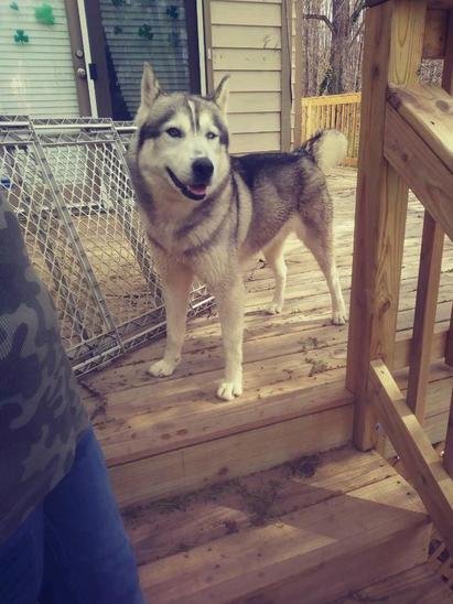 ARE YOU MISSING A HUSKY?
Beautiful Husky roaming Norris Lake. Just reported at 5:45p today. Has been running around all day.