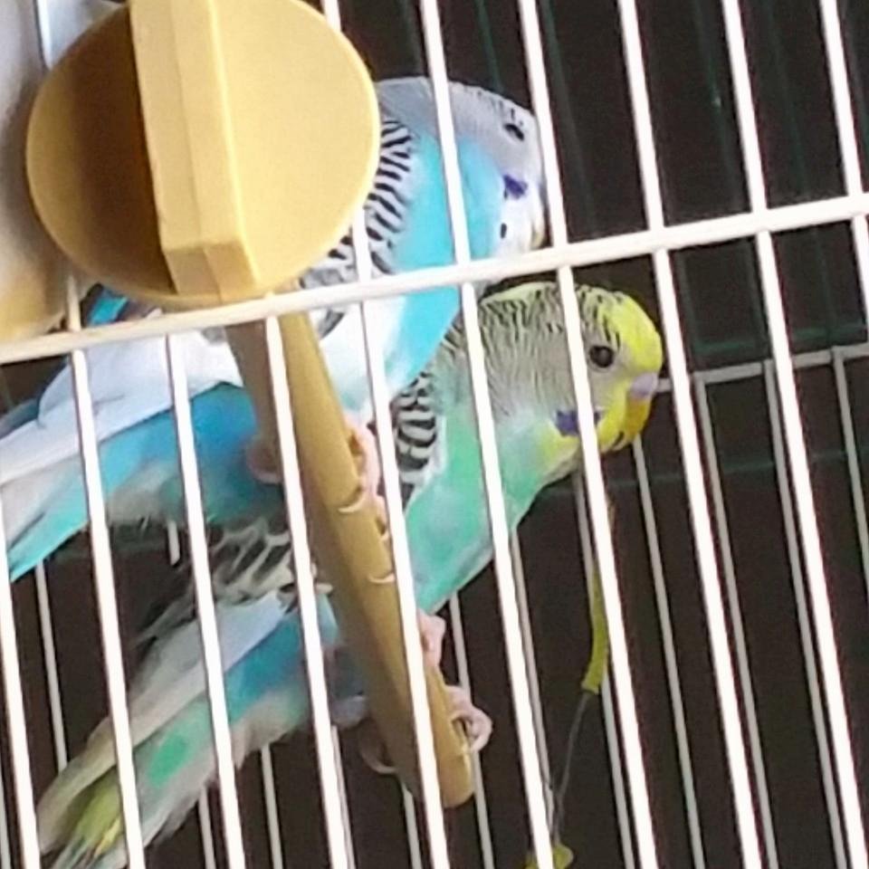 I bought Blue a new bird to play with (she's a girl by the way I'll be soon expecting babies) :-)