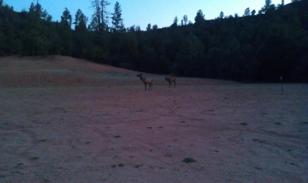 Sitting on my front porch sipping a cold Natie, watching the sun set, and some elk walk across my front yard doesn't get any better then this. :-)
