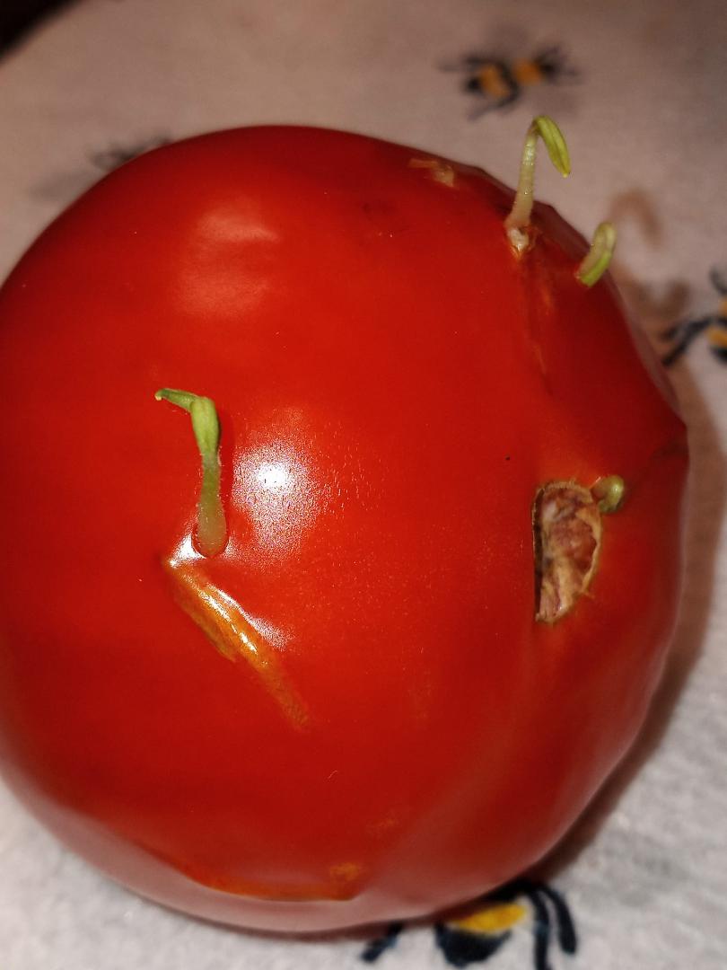 Store bought 🍅 left on kitchen counter....
