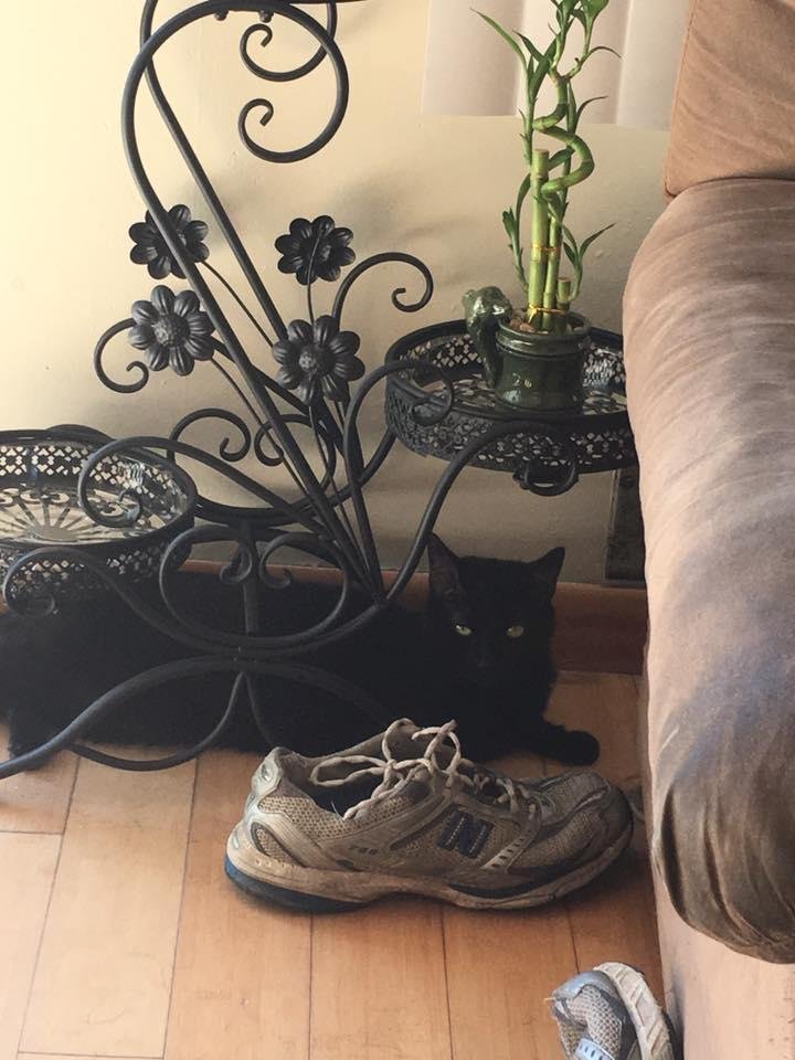 Apparently my new plant stand is a safe haven for Jade!