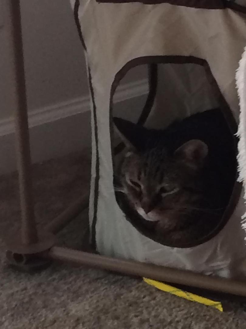 Susan and I are sad today as we had to put my Little Buddy Bo down this afternoon. His kidneys were shutting down. RIP, I will miss you.