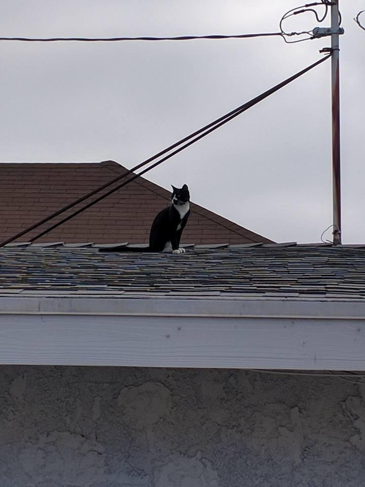 Stray cat stopping by to say hello.