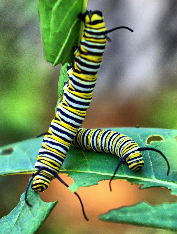 To be my backyard Butterflies, for awhile....