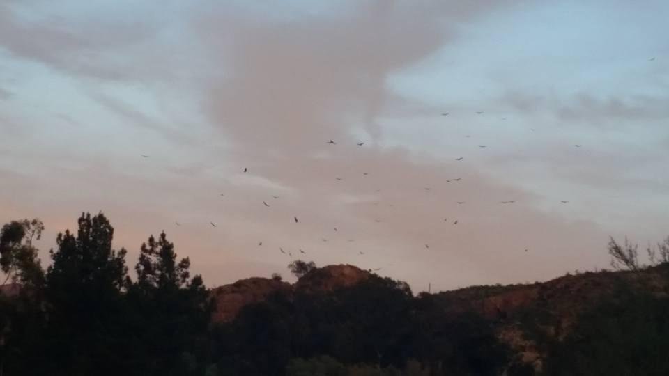 The buzzards are back