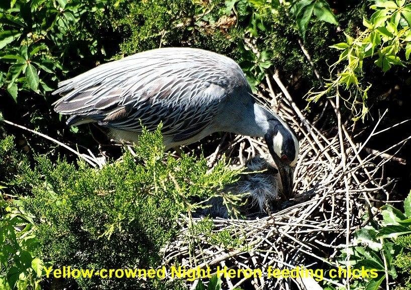 Yellow-crowned Night Heron feeding chicks.