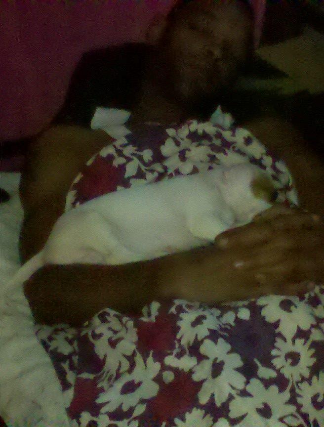 Boss & Hogg