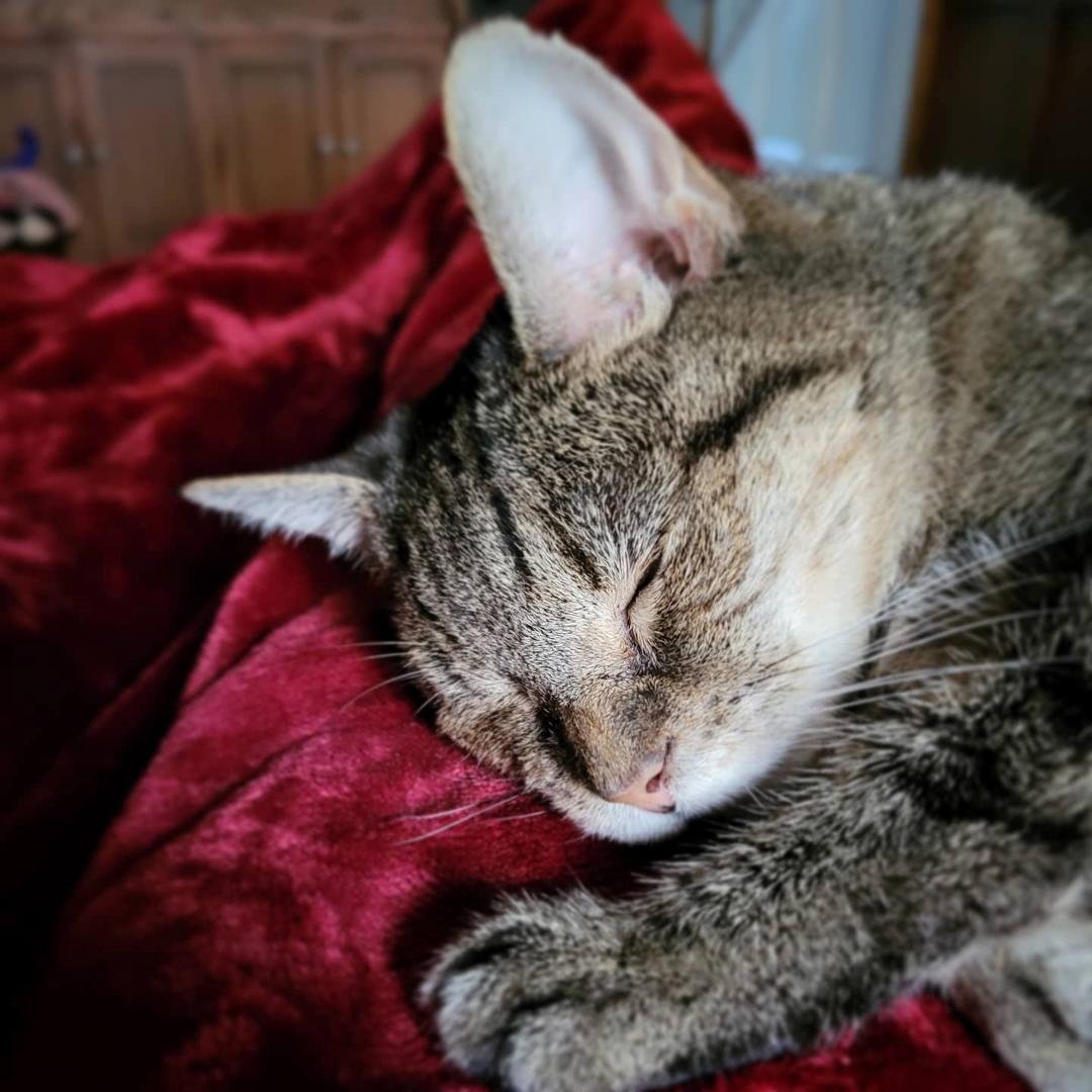 Post dinner nap.