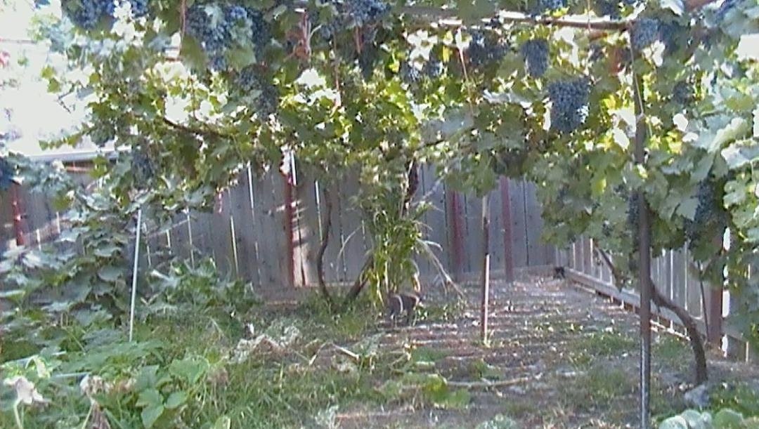 Mark Alves' album, Garden..