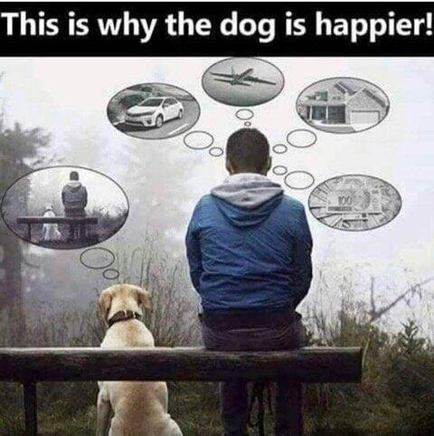 Owe nothing and own nothing!! Never been happier in my life. And they say it's a dog's life??!!
