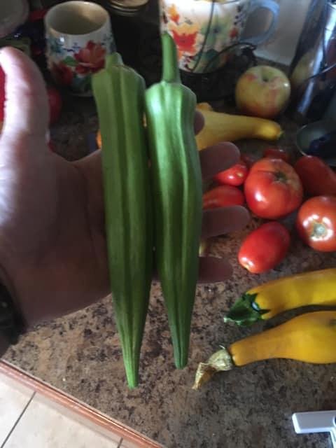 I missed a day of picking okra