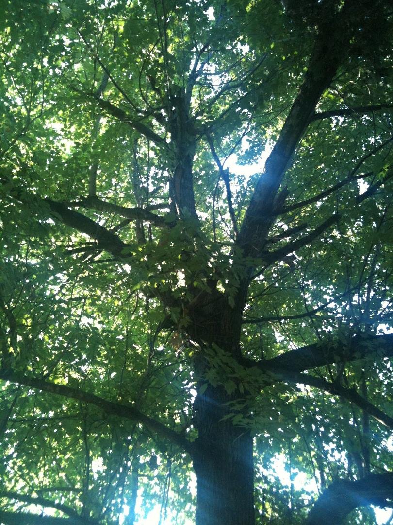 Enjoying a cup of coffee under the cool breeze of the giant oak tree in my Dad's back yard, remembering planting the tiny sapling 34 years ago. And yet, it seems like only yesterday!