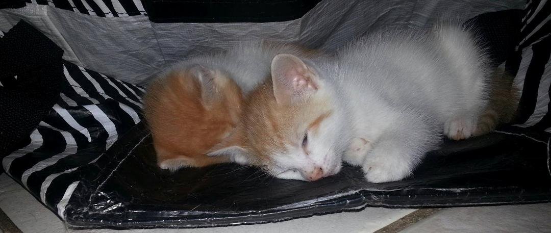 Sweet kitties sleeping in a sams shopping bag. Too cute :)