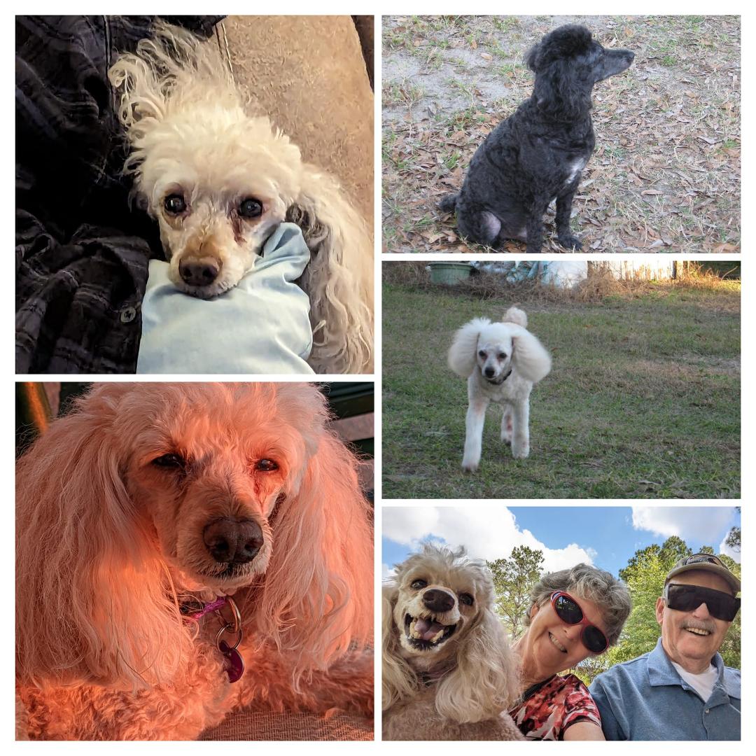 Happy national doggy day. Krystal since 2018 a big part of our life. Recovering from her recent dental, watching sunset at Panama City Beach and enjoying hearthstone gardens. Middle right picture our first rescue miniatur