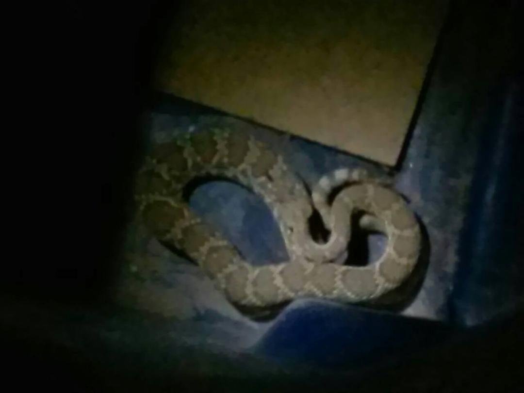 Dogs were going crazy last night around midnight, stepped out on patio to find this thing. Two hours later it was caught and released away from my property!! First rattlesnake I have seen in 20 years living in this house.