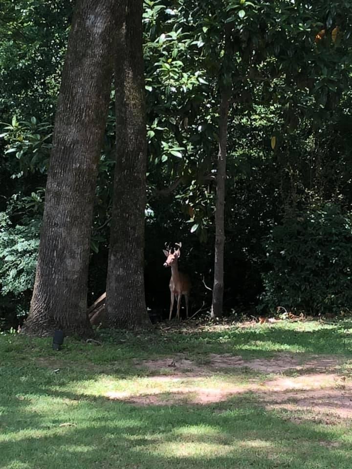 Rusty enjoying some corn this afternoon